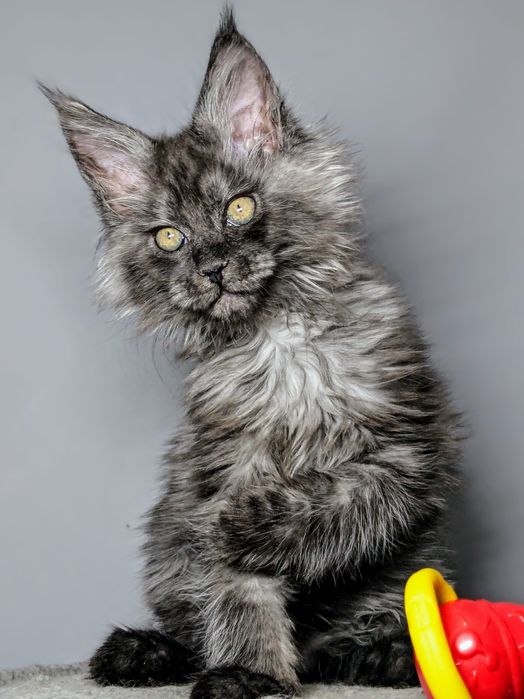 Мейн-кун, розплідник