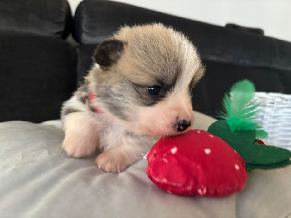 Suczka Welsh Corgi Pembroke ZKWP FCI