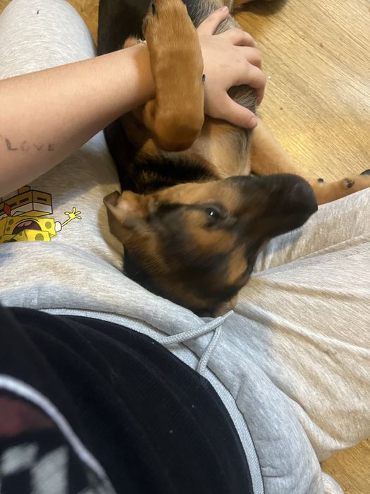 Oddam pieska za darmo