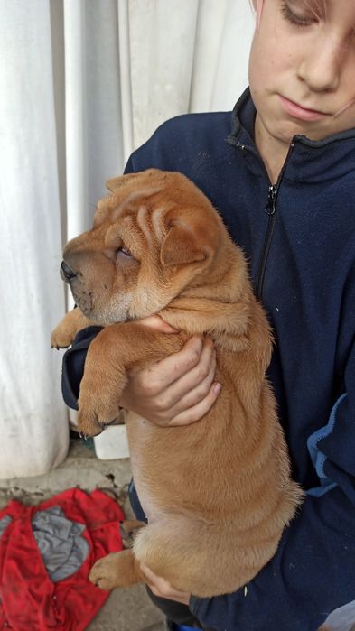 Цуценята Шар-пея