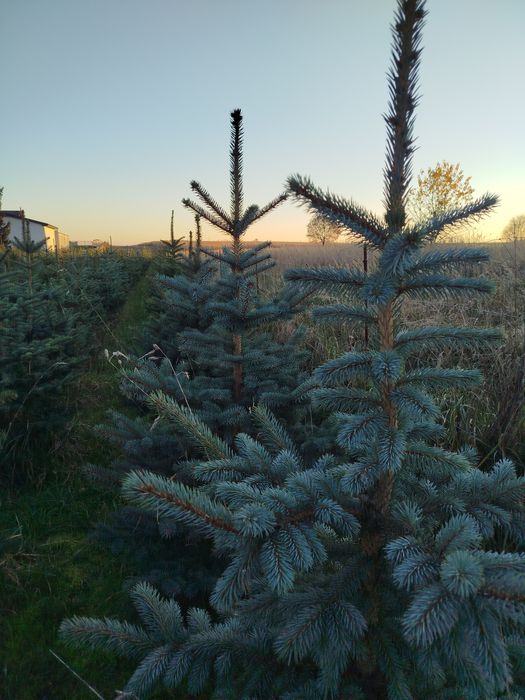 Choinka żywa świerk srebrzysty serbski pospolity Święta Boże Narodzeni
