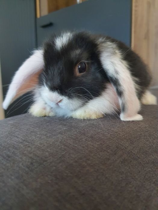 Króliki baranek miniaturka karzełek mini lop. Cena CAŁKOWITA.