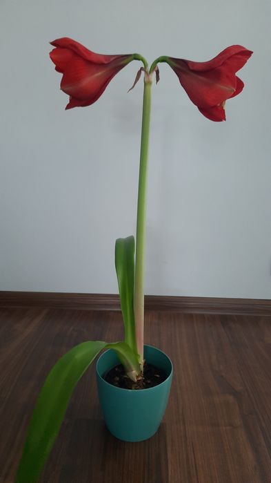 Кімнатні квіти великий вибір