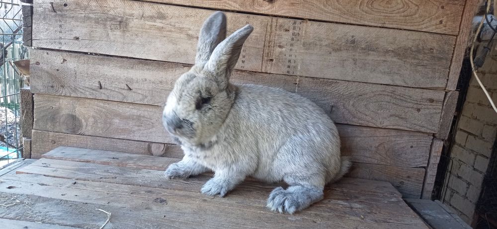 Кролики породи Велике Світле Срібло