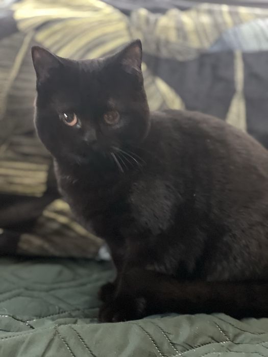 Kot brytyjski - kocur, czekoladowy