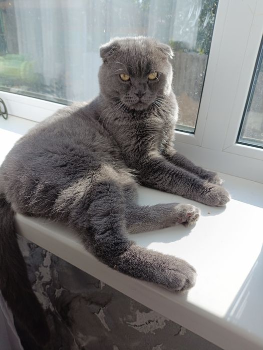 Шотландський весловухий кіт