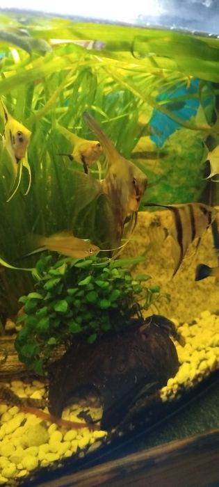 Ryby akwariowe skalary młodo