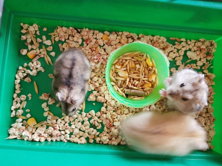 Джунгарский хомяк