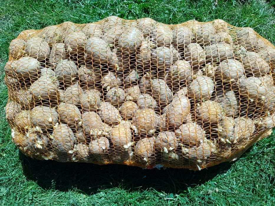 Denar, ziemniaki wielkość sadzeniaka
