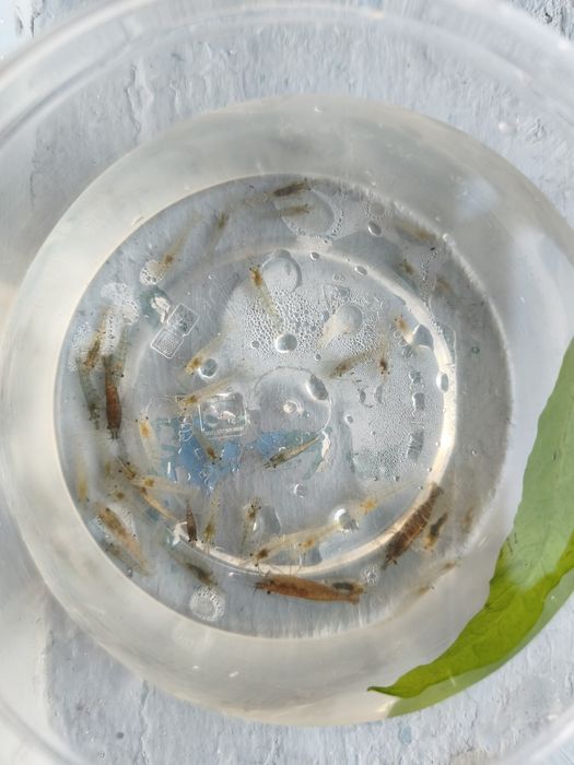 Camarão neocaridina