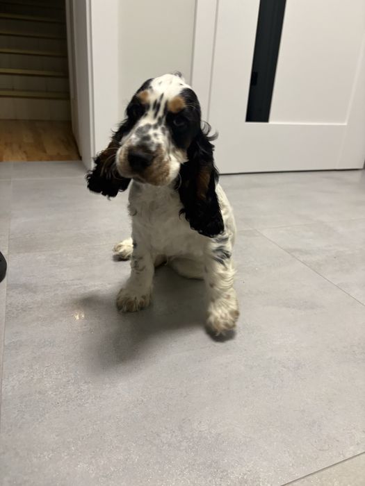Piesek cocker spaniel - gotowy do zmiany domu