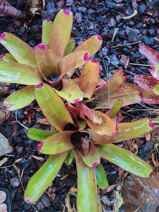Váriadade de bromelias