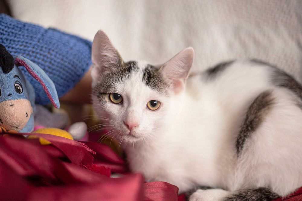 Dyzio szuka domu! Fundacja "Stawiamy na Łapy"