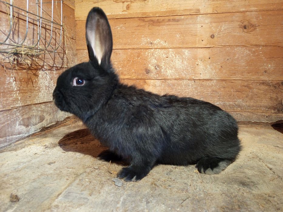 Sprzedam królika samca.