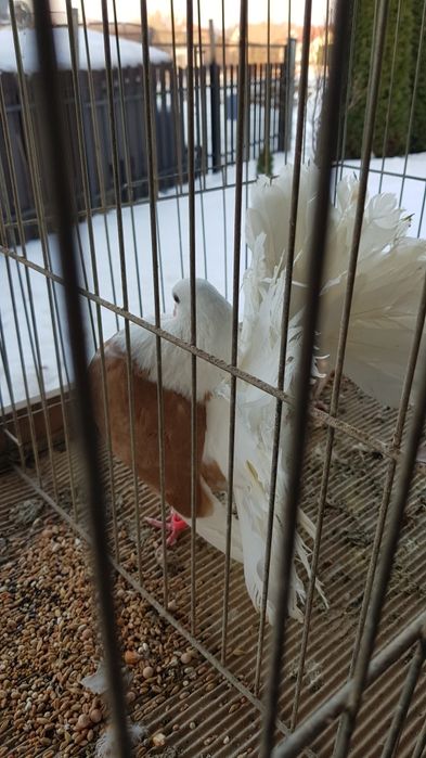 Gołębie Pawiki tarczowe żółte