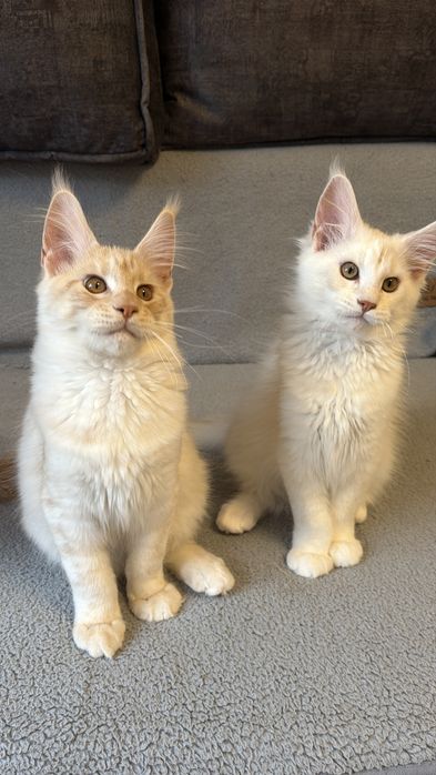 Кошенята мейн Кун