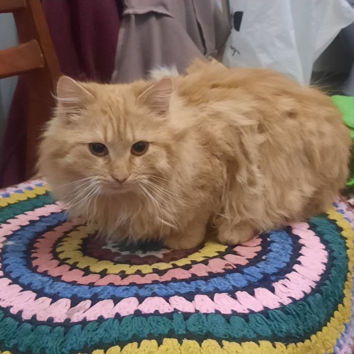 Віддам пухнастих друзів в добрі руки