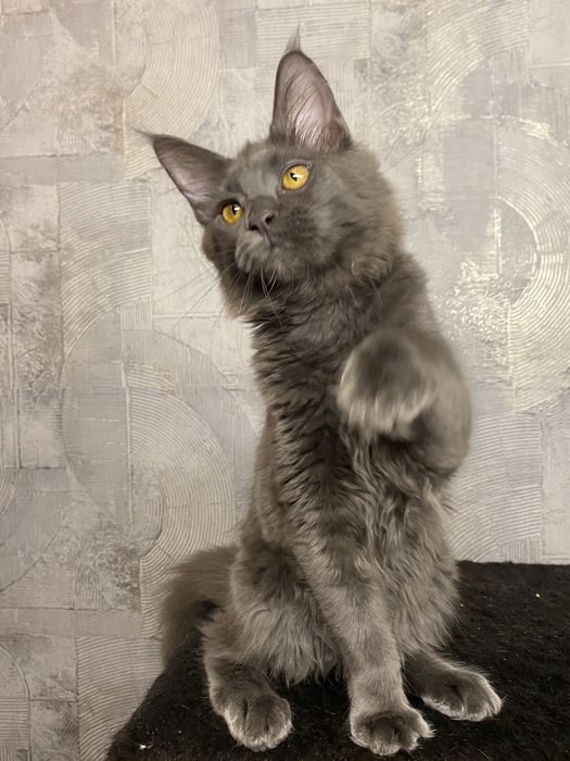 Клубная девочка Мейн кун