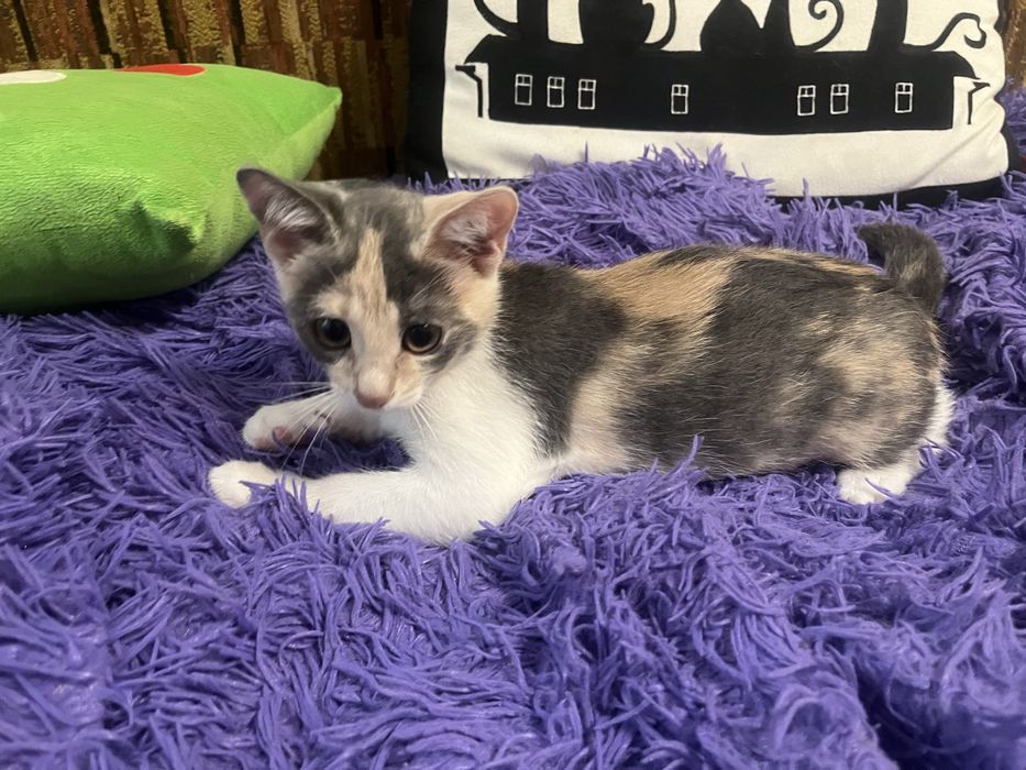Котенок 3 месяца