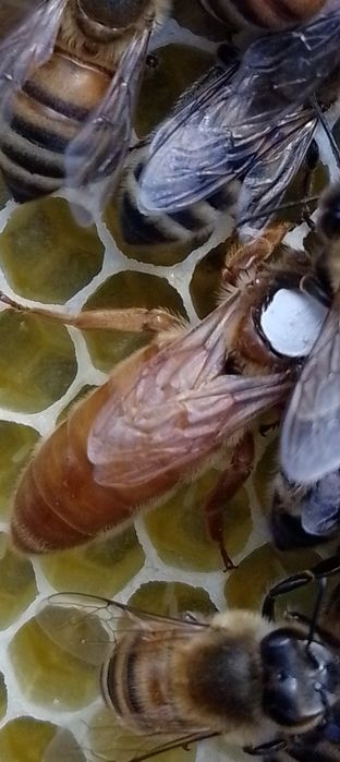 В наличии пчеломатки матки кордован неплодные и плодные