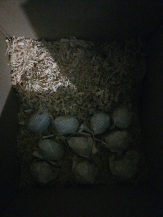 Инкубационное яйцо (Микс)