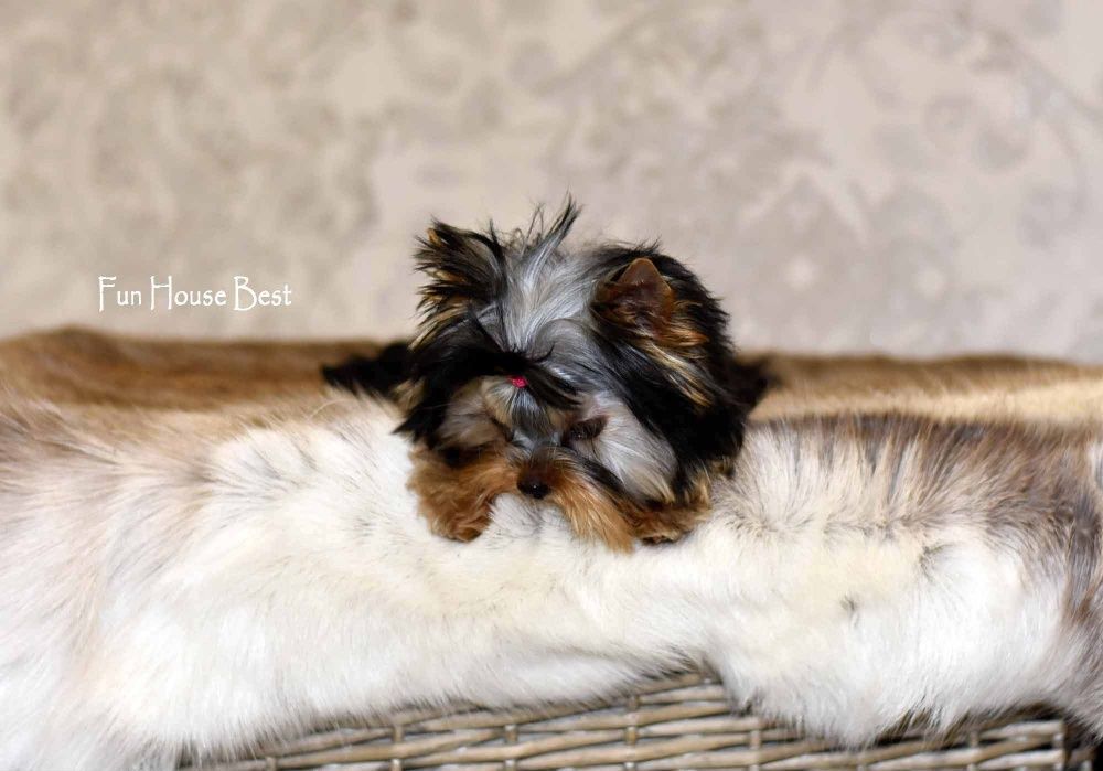 100 % эксклюзивчик - экстра мини девочка йорк!