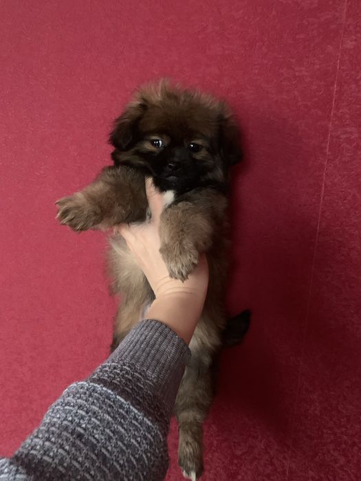 Продам цуценят Пекінесиків