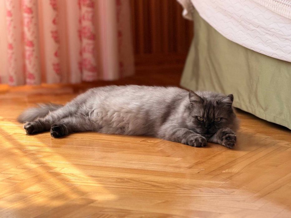 Суперове Чорне Кошеня шукає родину
