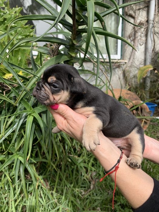 Bulldog black tan