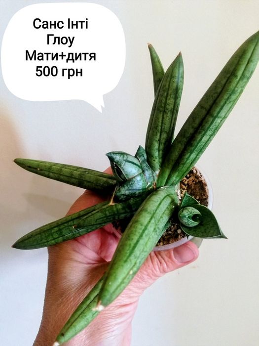 Сансівьєрії  гібриди Стар Канарі Катана Інті Глоу Францізі вар та інші