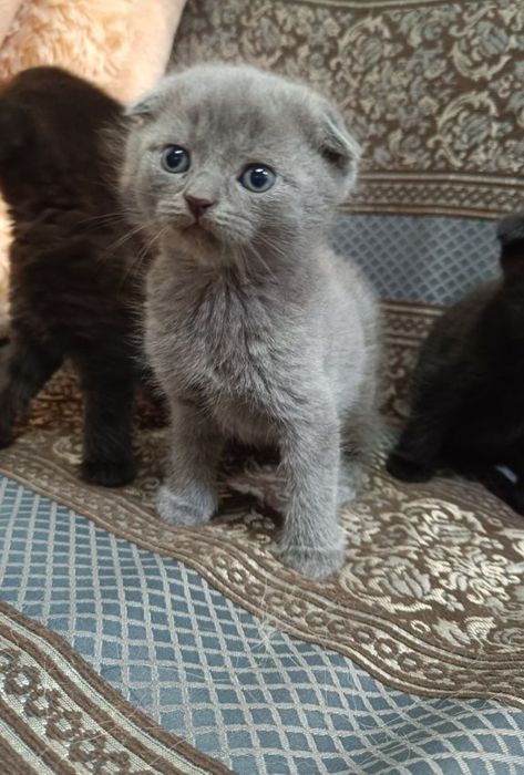 Продам шотландско весловухих котят