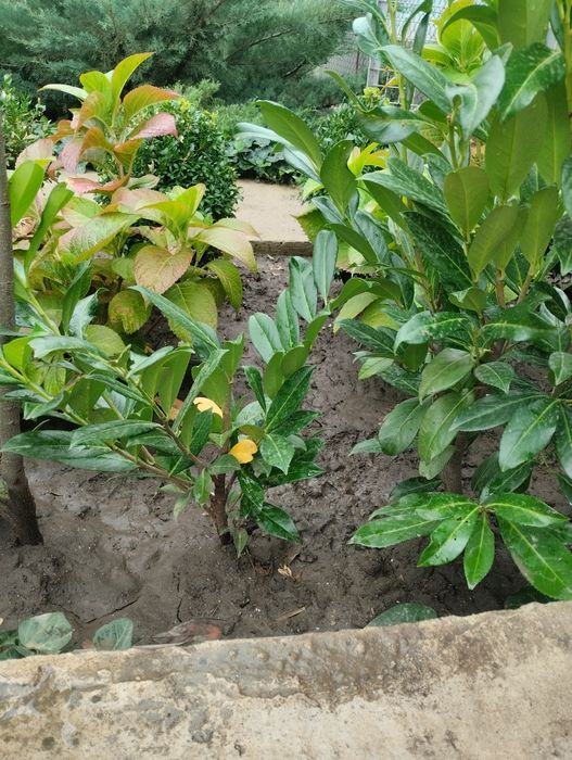 Лавровишня куст большой Кавказовка