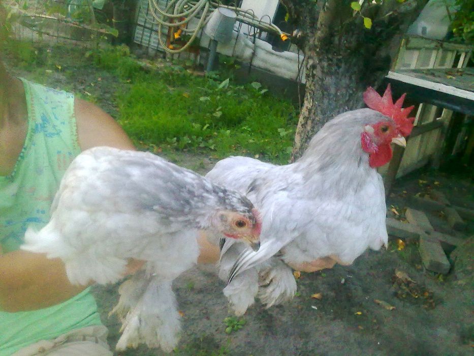 Куры Бентамка Голубая