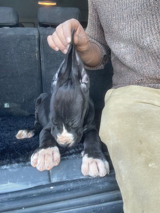 dog alemão fêmea