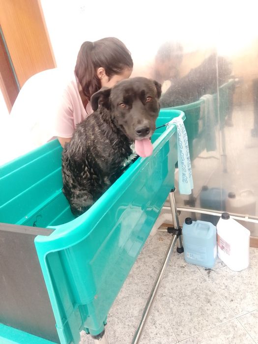 Zeus para adoção responsável