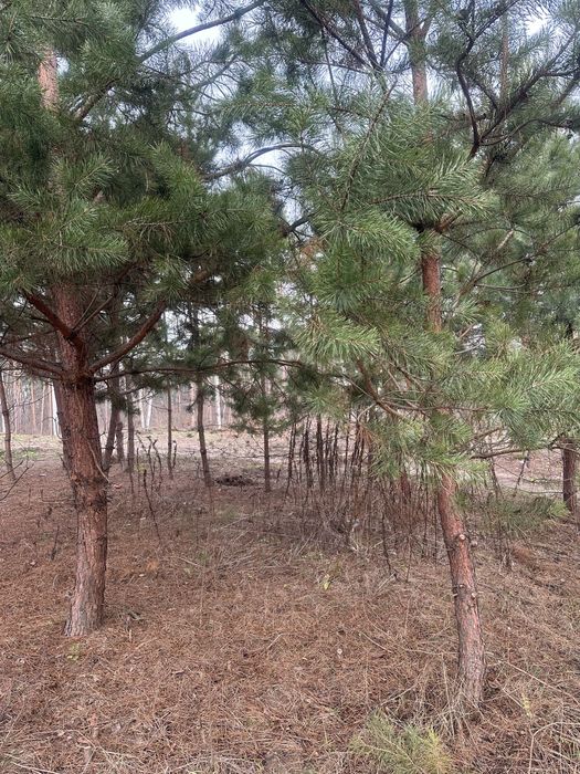 Продам ділянку  6 сот; 11 сот,  Ходосівка