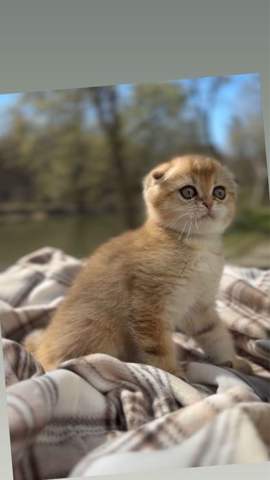 Шотландські висловушки кошенятка котики золота шиншила породисті