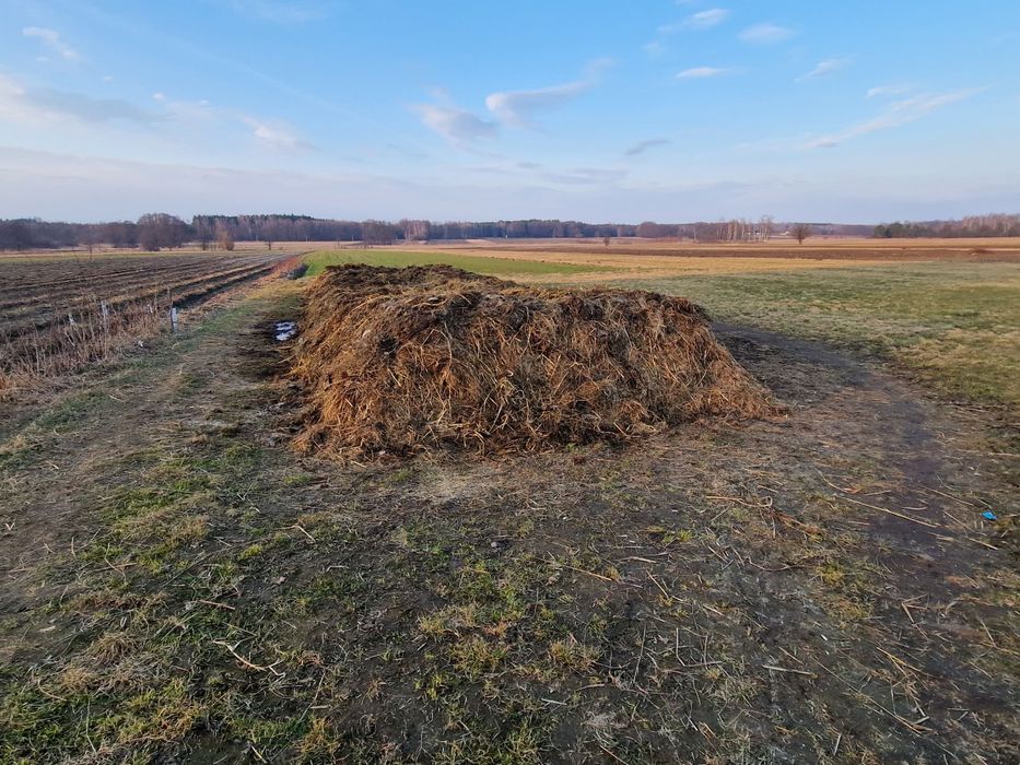 Sprzedam obornik bydlęcy