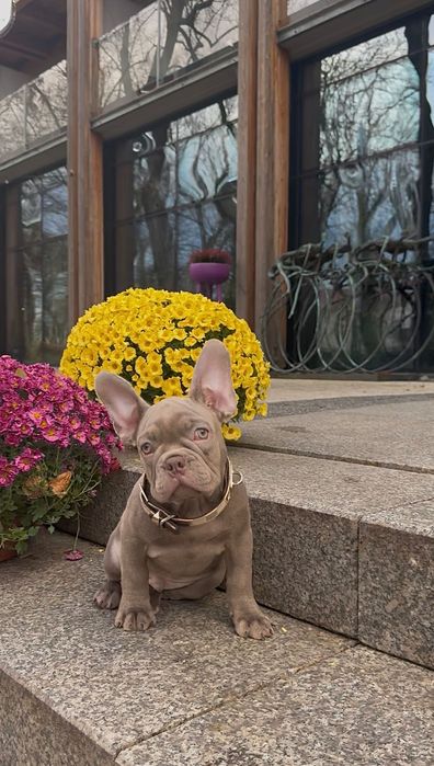 Buldog Francuski chłopak New shade Isabella