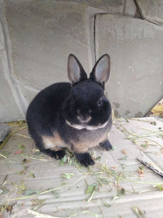 Мутоновий кролик