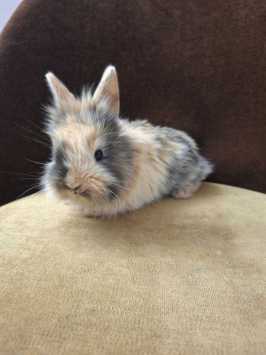 Króliki Miniaturki Bardzo Ładne Zadbane Zapraszam