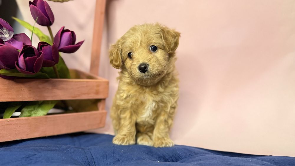 Дівчинка кризітка мальтіпушка