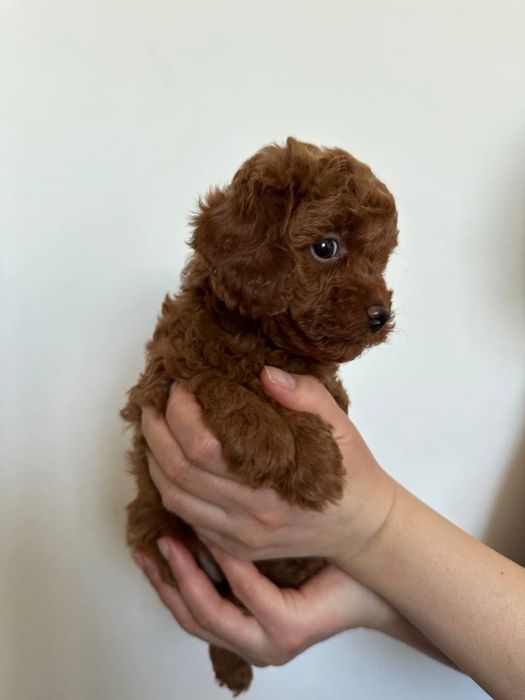 Красунчики пушисті той