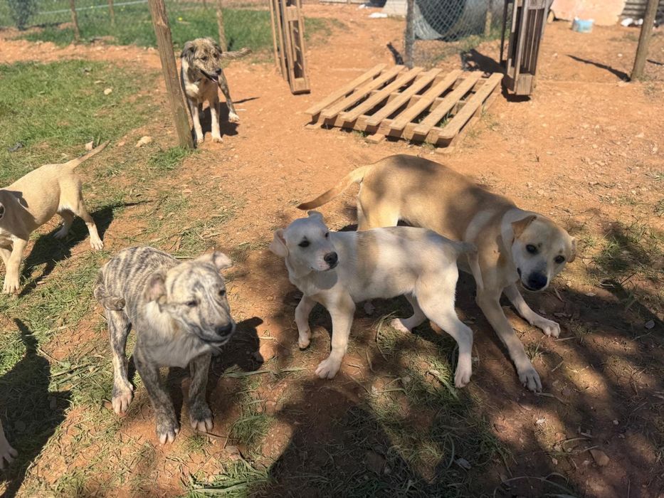 Cachorros /Caes pra doar