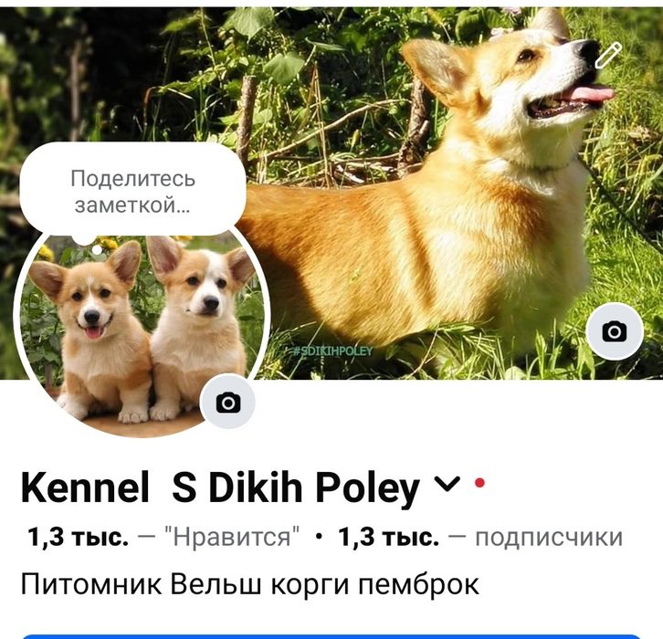 Вельш корги пемброк