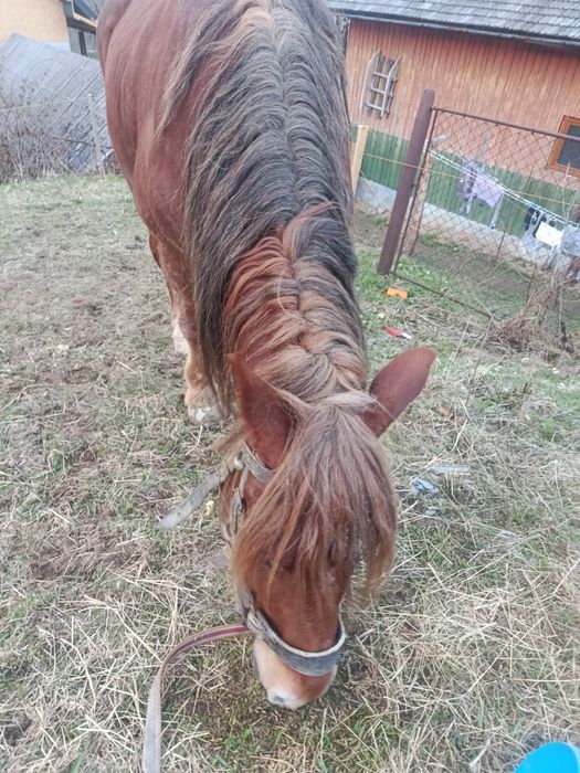 Продається кінь..