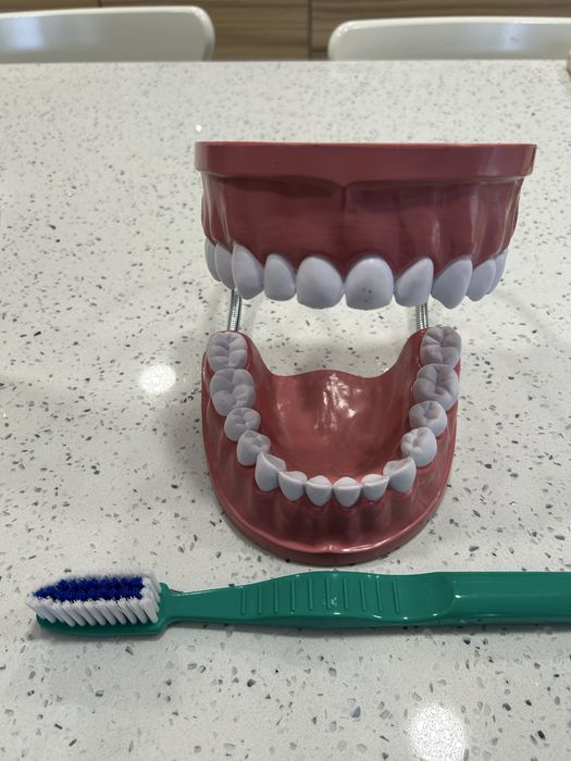 Modelo Dentário gigante com escova novo- Higiene Oral
