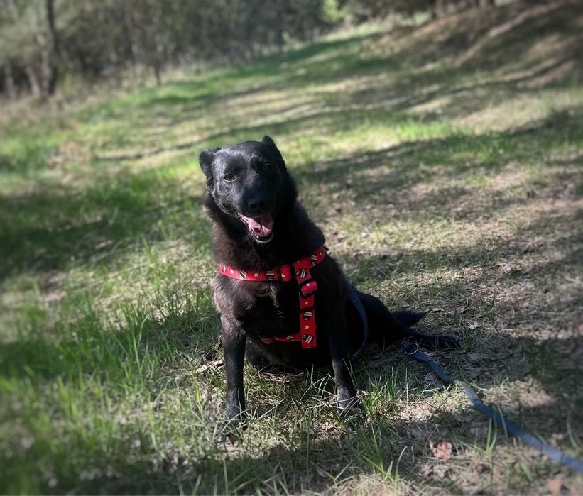 Mini labradorka Kluska szuka domu. Adopcja