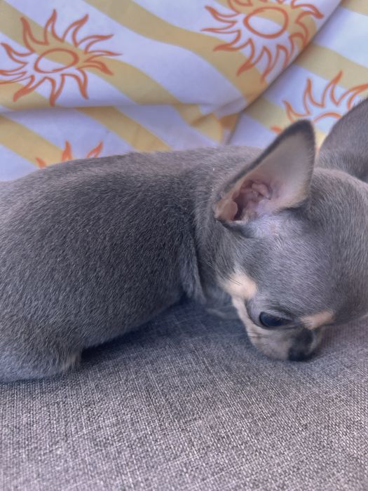 *GOTOWY DO ODBIORU*Niebieski samiec chihuahua
