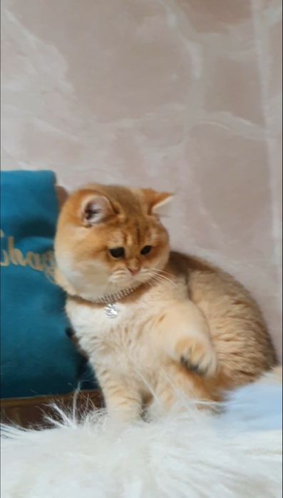 Золотий британський котик ведмедик  шиншила
